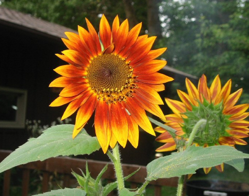 Copyright by Sue (Pix# 109)