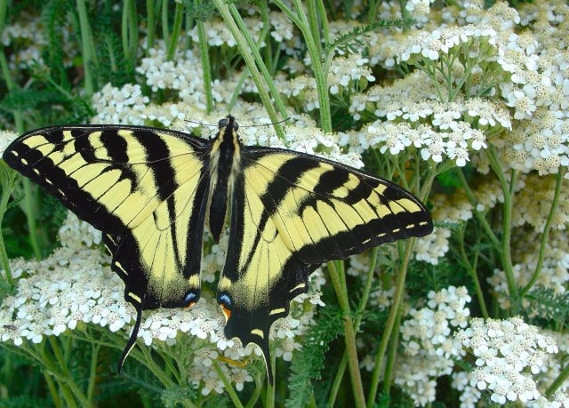 Copyright by Betty Whitson (Pix# 141)