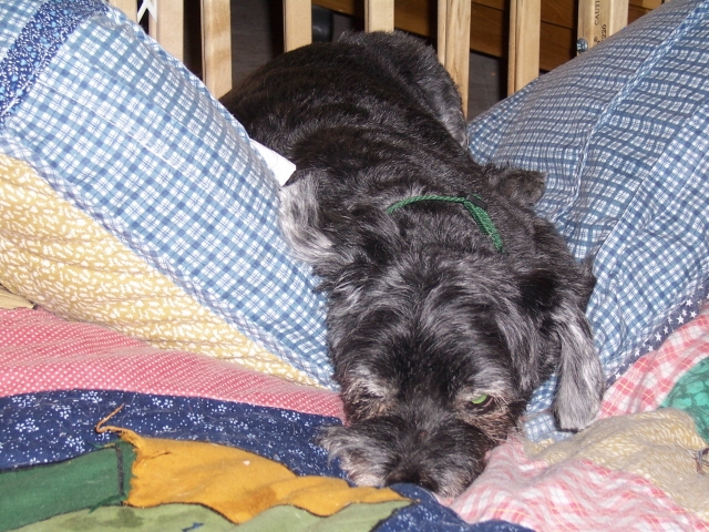 Copyright by Kim & Furkids (Pix# 143)