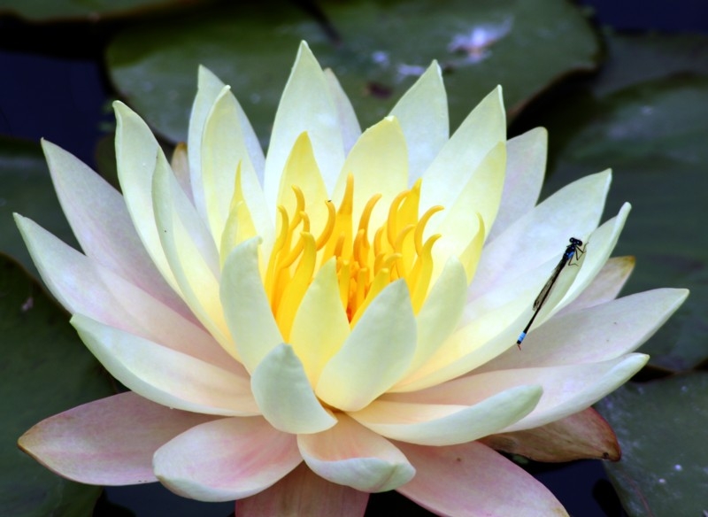 Copyright by Tina Imholt (Pix# 172)