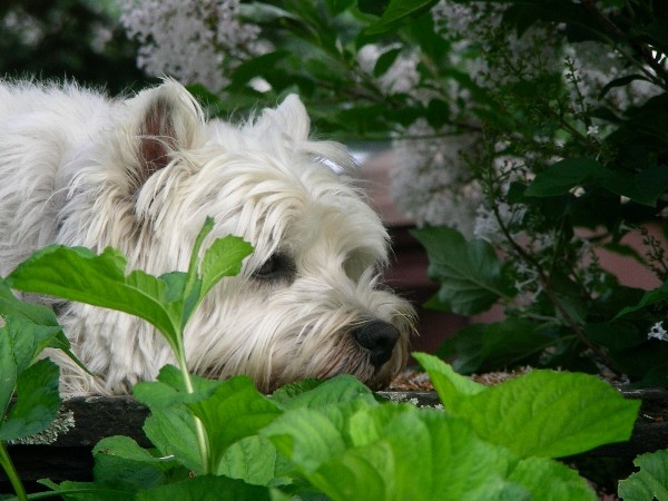 Copyright by Schoonannie (Pix# 298)