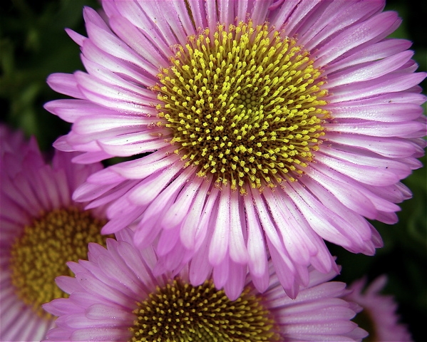 Copyright by zertie (Pix# 353)