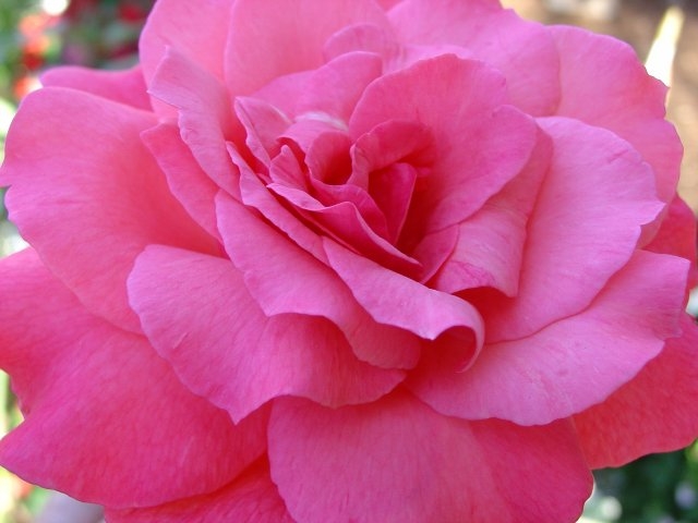 Copyright by Betty Whitson (Pix# 359)