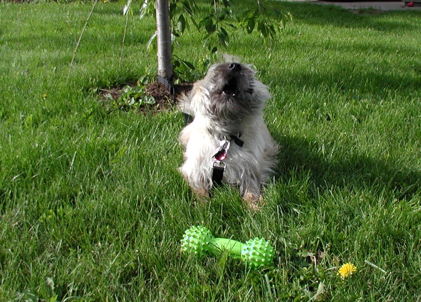 Copyright by Suzanne (Pix# 384)