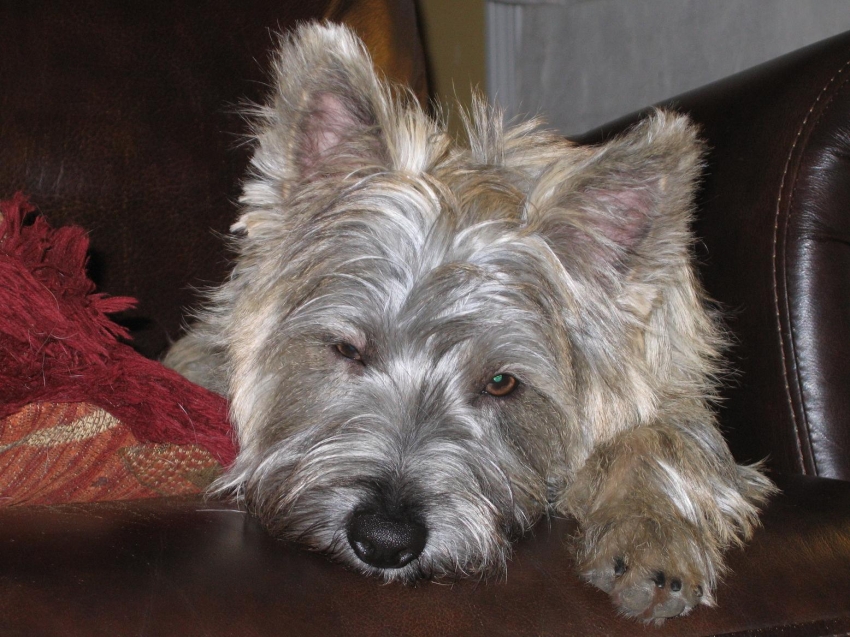 Copyright by Connie Shaw (Pix# 468)