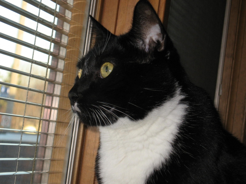 Copyright by Deanna Nellenbach (Pix# 482)