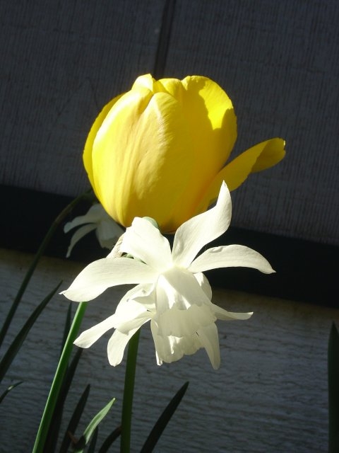 Copyright by Betty Whitson (Pix# 494)