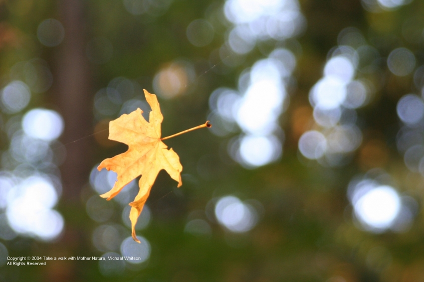 Copyright by Michael Whitson (Pix# 501)