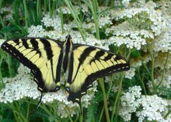 "Swallow  Tail" - Click for larger view