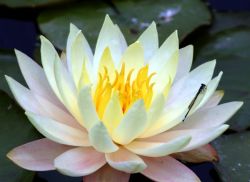 "Waterlily and a dragonfly" - Click for larger view