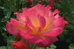 "A sunrise in a rose" - Click for larger view