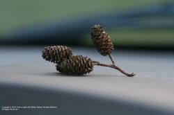 "Alder Cones" - Click for larger view