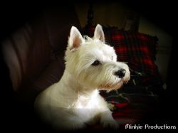 "Sparky in the Sun" - Click for larger view