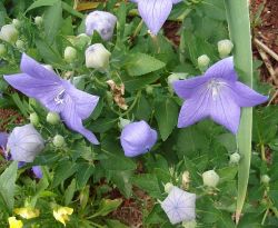 "Balloon flowers" - Click for larger view