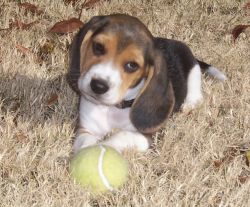 "Shasta - my new Beagle pup" - Click for larger view