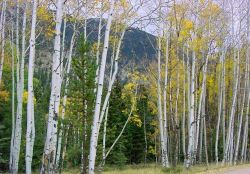 "Stately Aspens" - Click for larger view