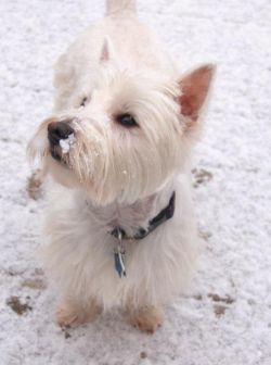 "Lenny in the snow" - Click for larger view