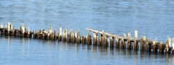 "A line of broken pilings on the Columbia" - Click for larger view