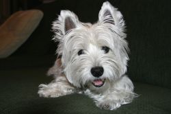 "Bella Smile" - Click for larger view