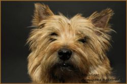 "Indy" - Click for larger view