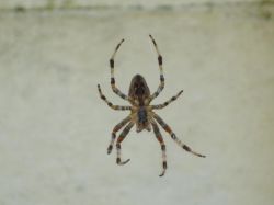 "Spiderthime1" - Click for larger view