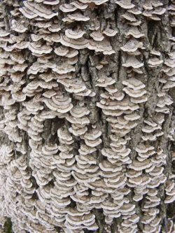 "Fungus on Ash Tree" - Click for larger view