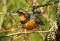 "Varied Thrush" by Westietess