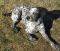 "Ice relaxing in the sun" by Stacey Pfau