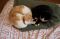 "Kitty heart" by Marianne Meyers