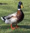 "Thinking He is Special" by Deanna Nellenbach