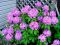 "Ravishing Rhododendron" by Barbara Hopkins