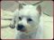 "Cute Little Rio" by Lynda