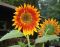 "Backyard Sunflowers" by Sue