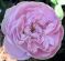 "Pink pillow" by Lynne Fears