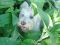 "Peek A Boo" by Betty Whitson