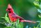 "The Cardinal" by Ms Greene