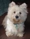 "Scruffy Little Girl" by Betty Whitson