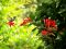 "Humming Along" by Nicholas Brown