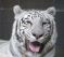 "White Tiger" by Deanna Nellenbach