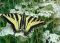 "Swallow  Tail" by Betty Whitson