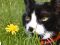 "Oreo" by Katie