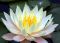 "Waterlily and a dragonfly" by Tina Imholt