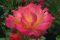 "A sunrise in a rose" by Maddy