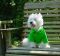 "Preppie Westie" by Sandi