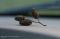 "Alder Cones" by Michael Whitson