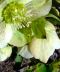 "Green Christmas Rose" by Betty Whitson
