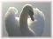 "Sunny Swan" by Lynda