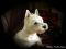 "Sparky in the Sun" by Lynda