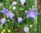 "Balloon flowers" by Kat