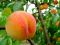 "Peach Pickin' Time" by Betty Whitson